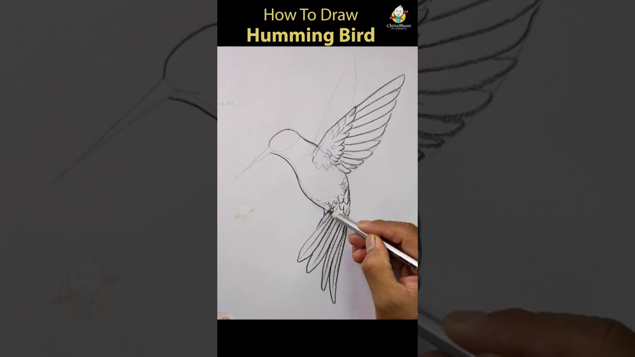 How To draw Humming birds pencil shading 