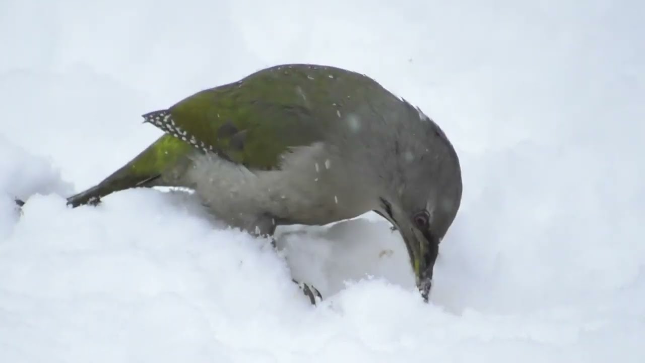 Седой дятел ( Picus canus )