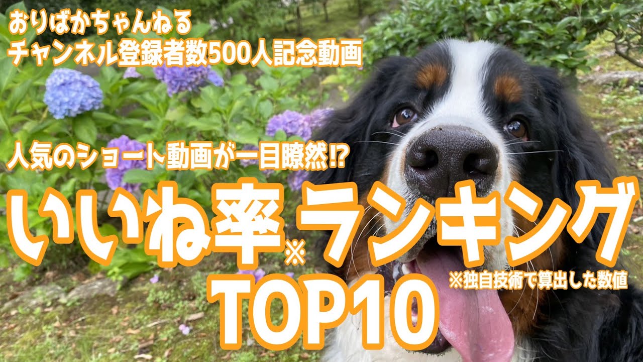【一目で人気のショートがわかる⁉】おりばかちゃんねるいいね率TOP10【チャンネル登録者数500人記念動画/バーニーズマウンテンドッグオリバー監修】