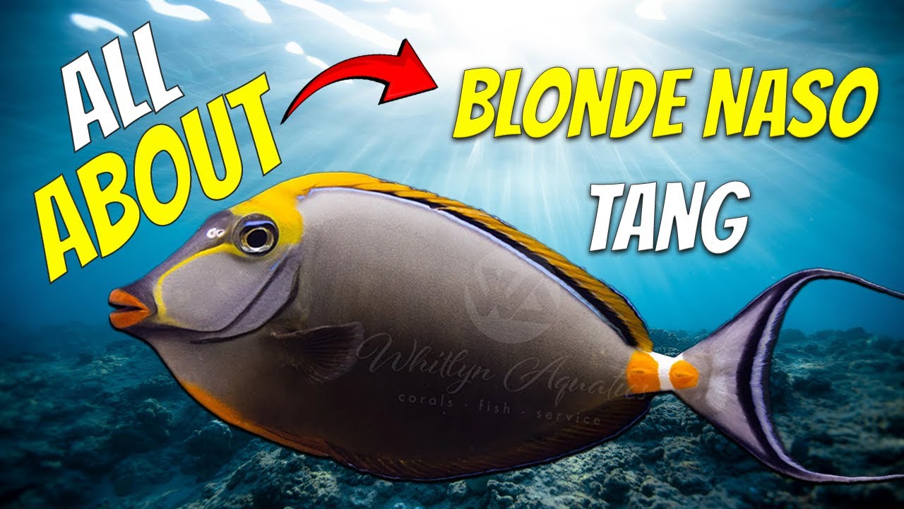 ВСЕ О: BLONDE NASO TANG