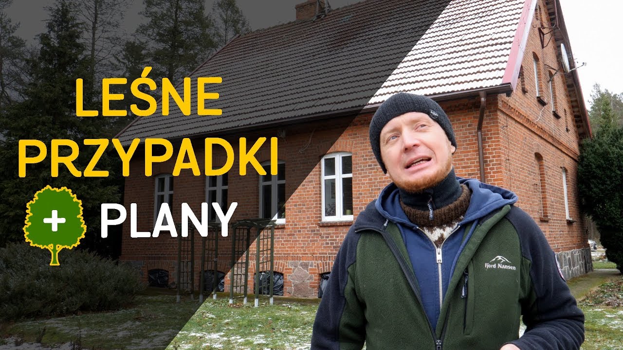 Leśne historie, mr&oacute;wkolew i o tym co dalej - o Lesie #33