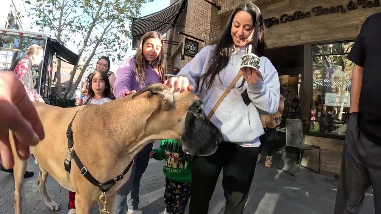 Cash 2.0 Great Dane at the Westfield outdoor mall 32