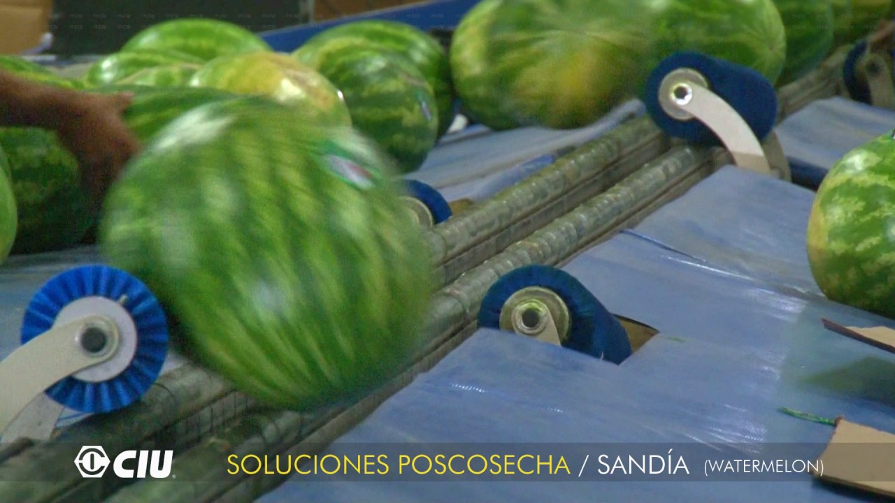 CIU - CLASIFICADORA DE SANDIA