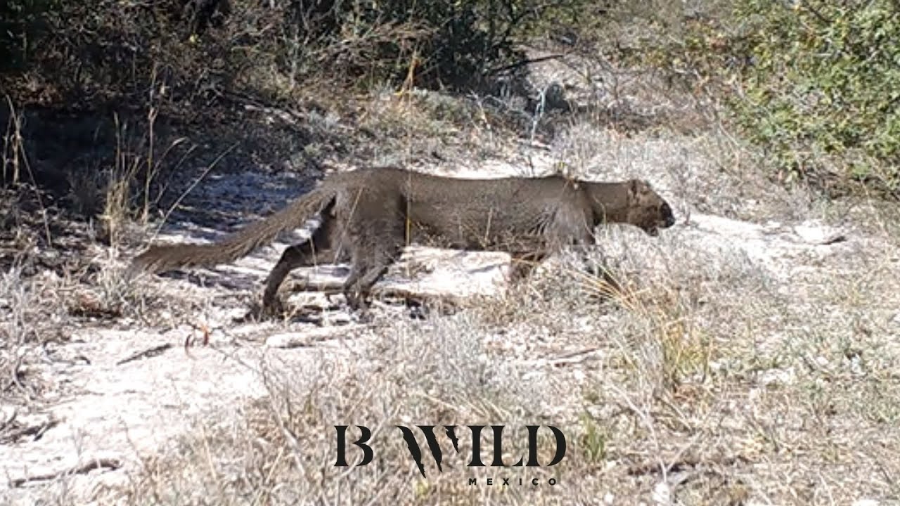 El Encuentro con la Vida / Onza, Jaguarundi, Puma, Pecarí, Zorro, Venado / Fototrampeo / HD / Mexico