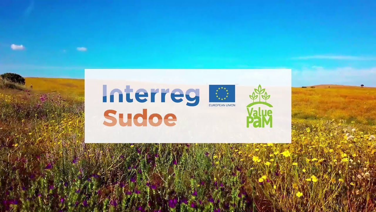 ValuePAM - Plantas Aromáticas e Medicinais no Parque Natural do Vale do Guadiana