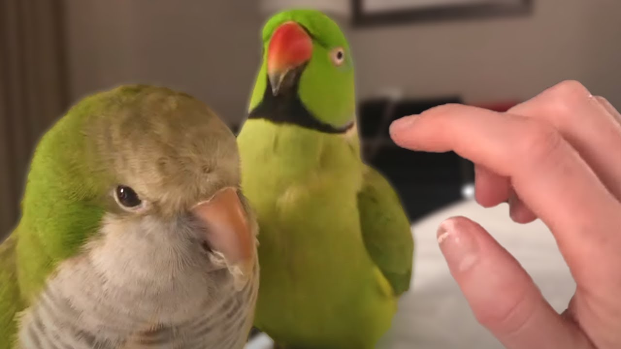 Indian Ringneck Lets Me Pet Him For The First Time Ever!!!