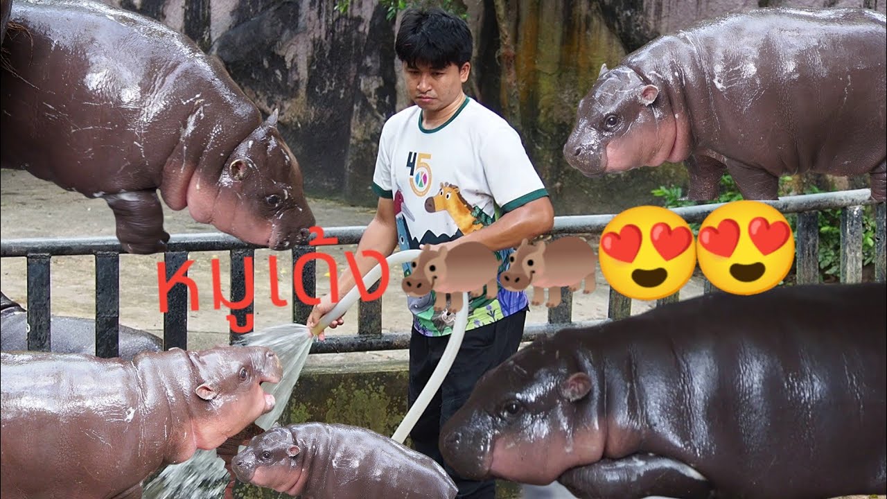 ขับรถมาตั้งแต่นครพนม 750 กิโล เพื่อจะมาดูน้องหมูเด้ง🦛🦛😍😍☝️☝️#หมูเด้ง #สวนสัตว์เปิดเขาเขียวชลบุรี