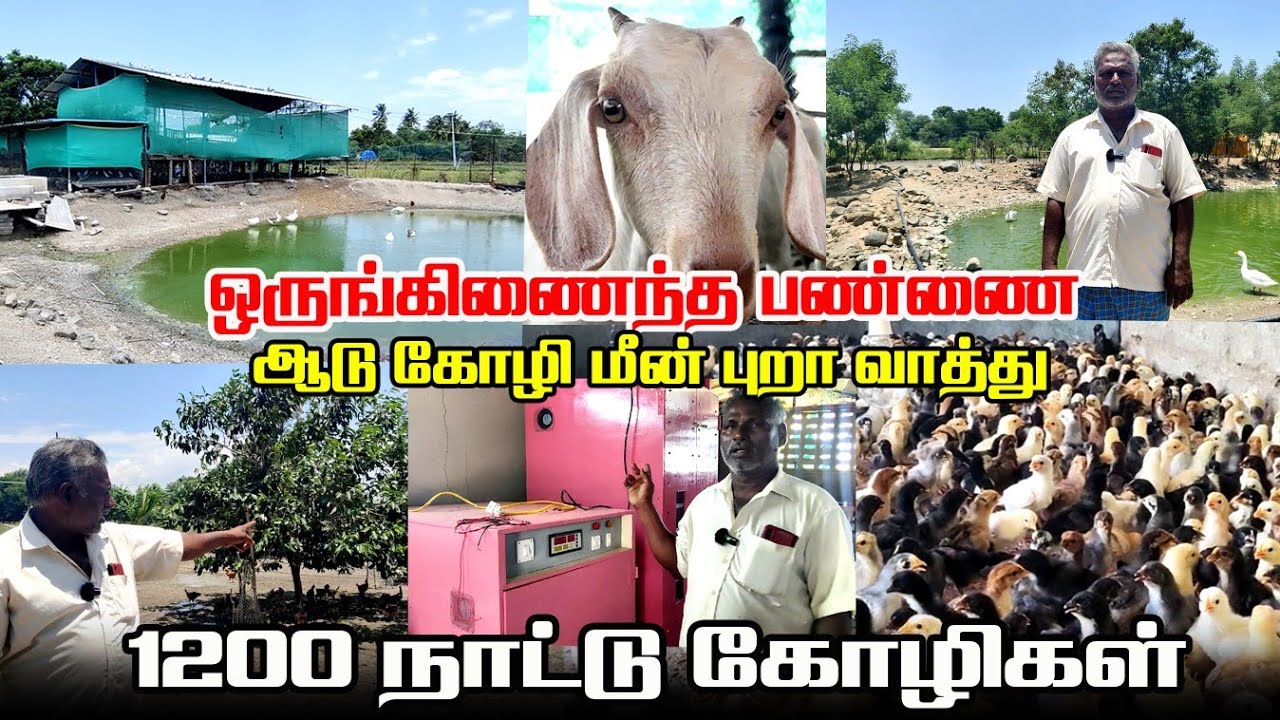 1200 நாட்டுக்கோழிகள் | ஆடு கோழி மீன் புறா வாத்து என அனைத்தும் | ஒருகிணைந்த பண்ணை | Iyarkai Annai