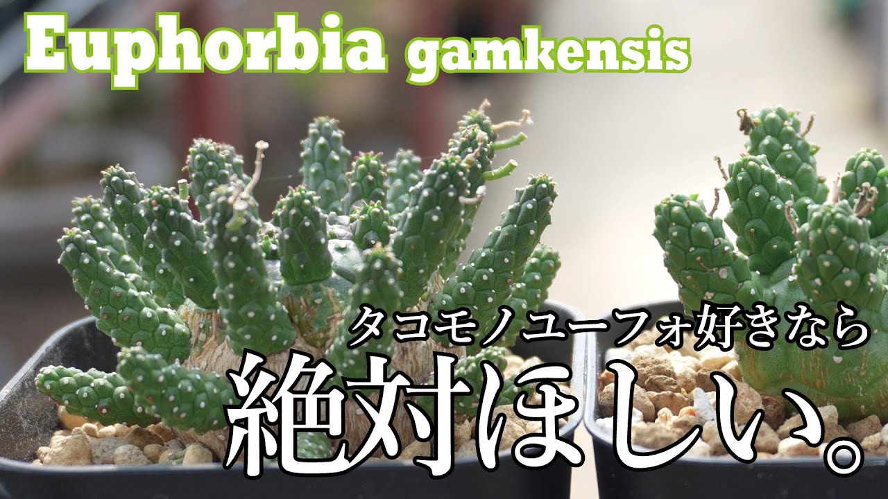 大人気！ユーフォルビア・ガムケンシスの品種紹介！ Euphorbia gamkensis