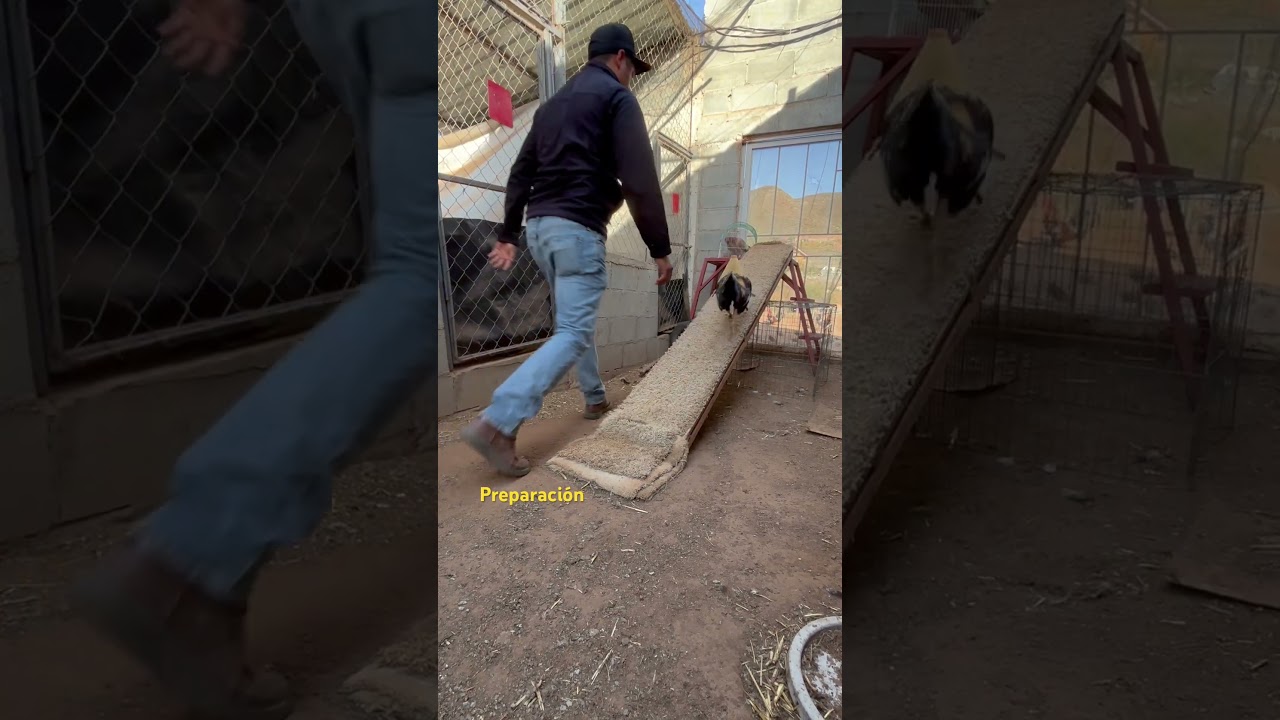 Preparación de gallos 
