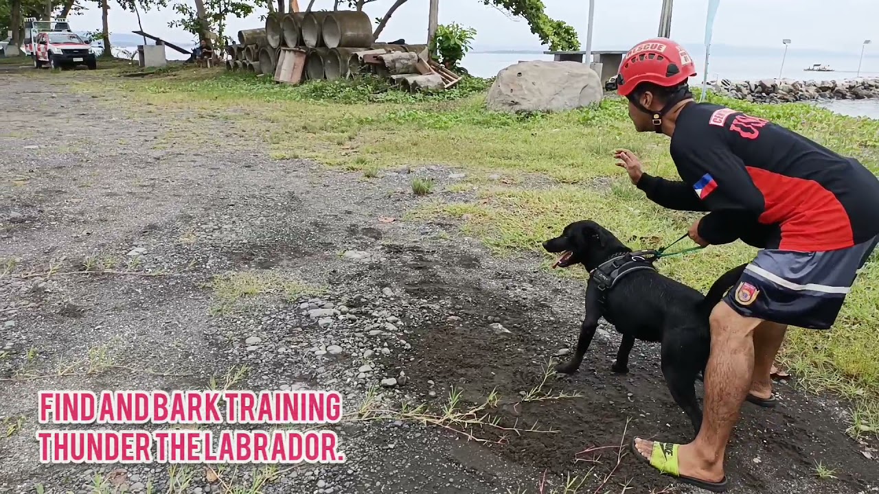Basic Game for SEARCH and RESCUE DOG training