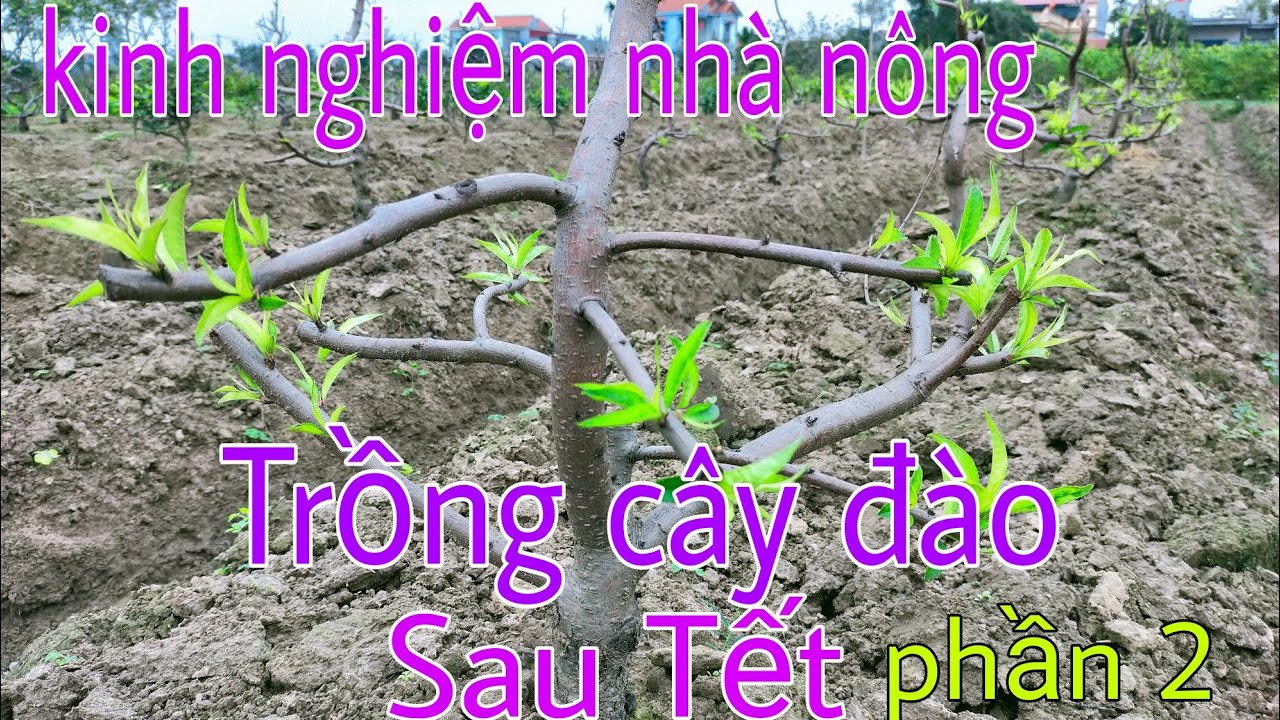 Trồng Đào Quất sau tết lên như diều phần 2