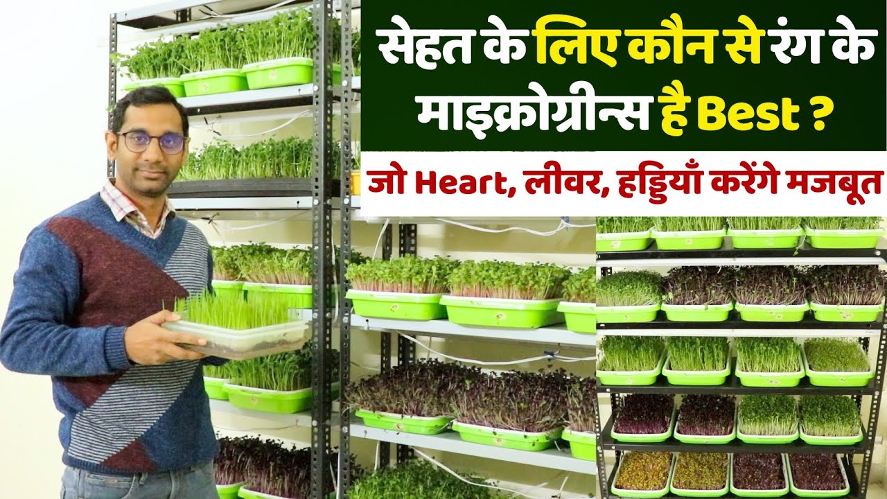 मात्र ₹20 के खर्च से उगाए 40X हेल्दी Microgreens 😍 बीमारियां होंगी ठीक, Grow Microgreens at Home