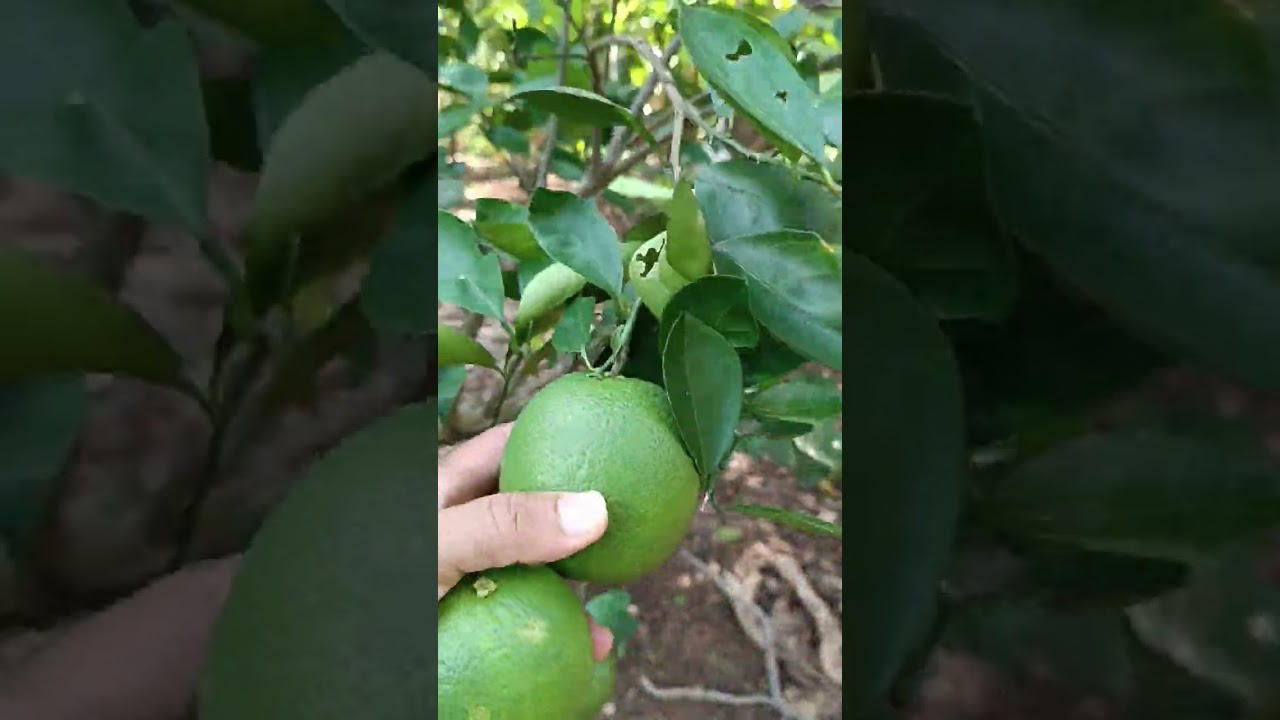 Veja Chácara a Venda em Parauapebas