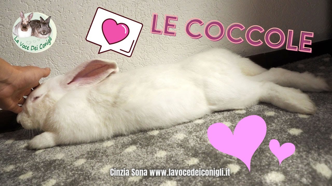 NOI e il CONIGLIO: COCCOLE e FUSA
#coniglio #rabbits #sweetbunny