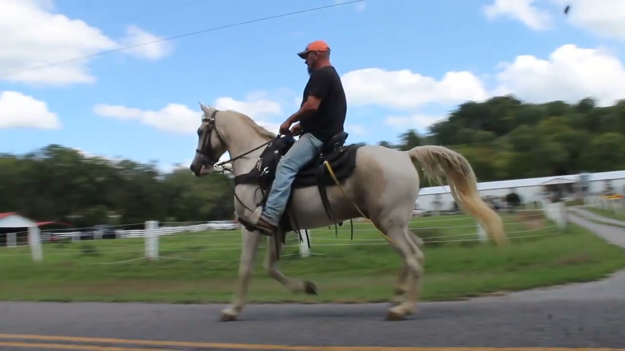 Mr. Nanner Pudding Palomino Spotted Gelding in Training