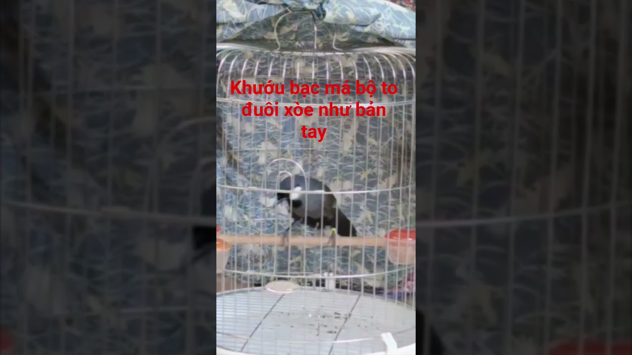 khướu bạc m&aacute; #birds #chimcanh #chimkhuou #khuouhot #khuoubacma #khuouvip #khuouboi