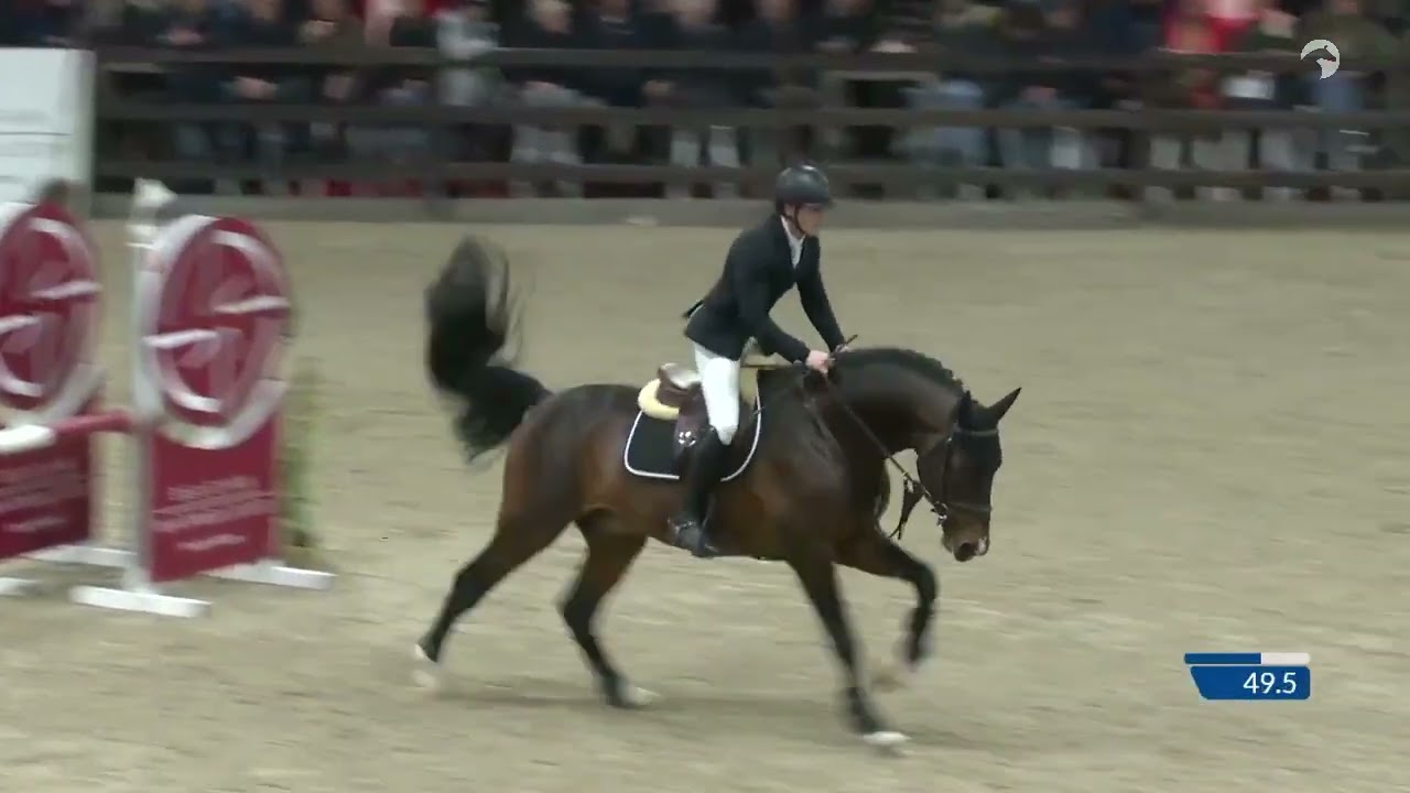 Rydon vd Radstake by Corydon van T&L - Stallion Competition Lier 2026