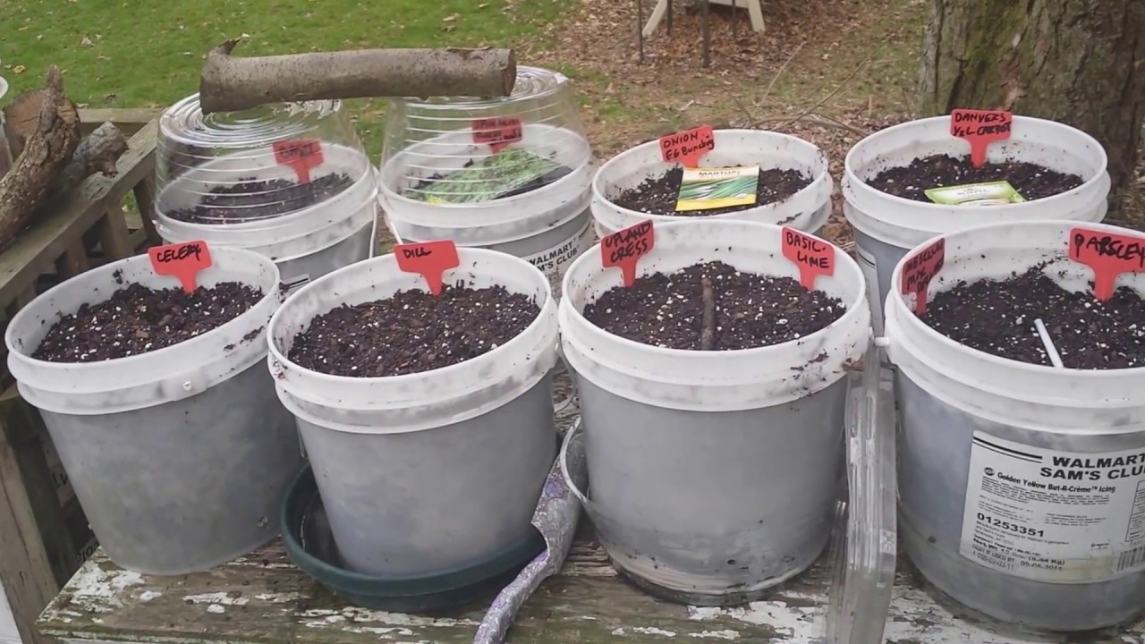 No-Transplant Winter Sowing - New Twist on Winter Sowing Mini Greenhouse Method