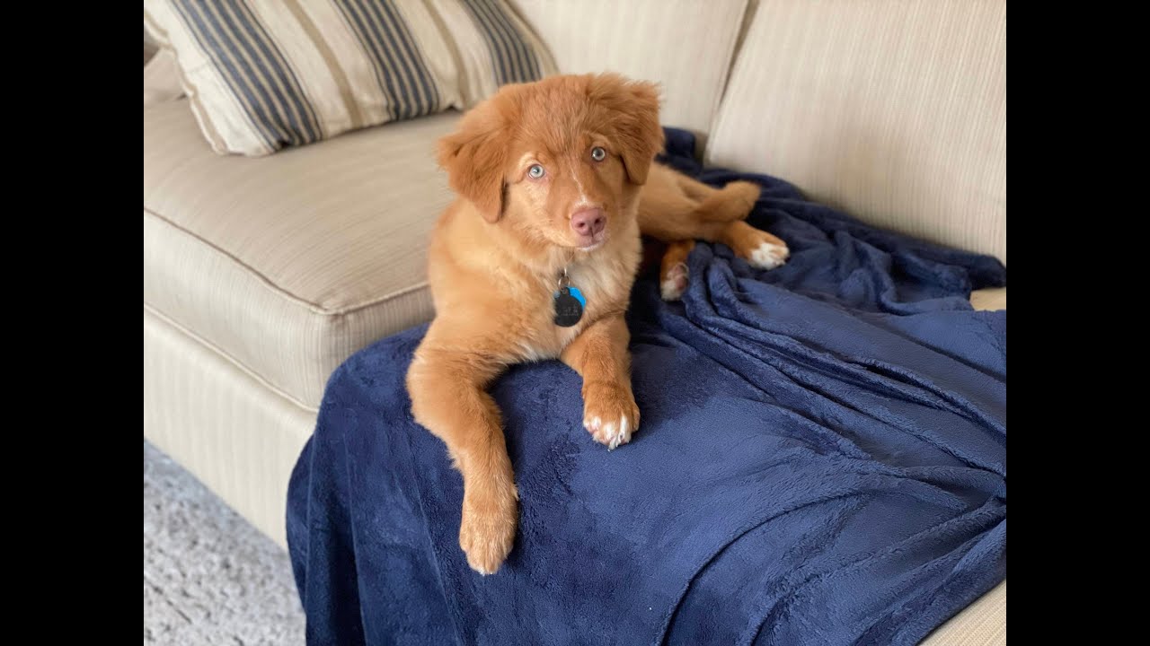 14 Weeks Old! BITING problem w/our DUCK TOLLER Puppy