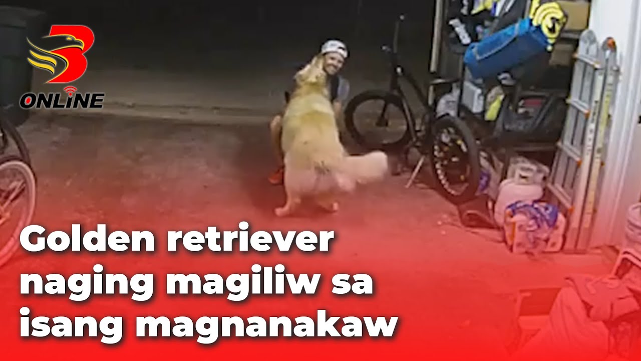 Golden retriever naging magiliw sa isang magnanakaw