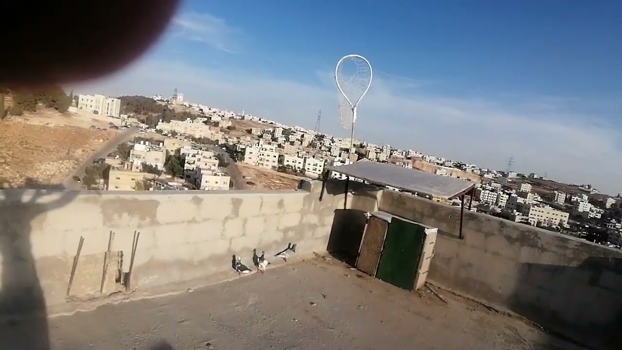 بلشنا بجد  مع الفرخ المسود السلافرر 👌👍