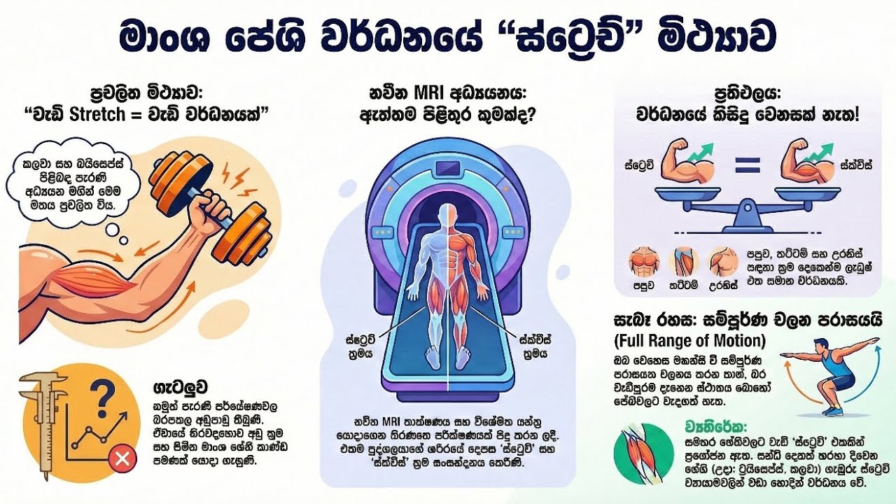 මාංශ පේශි වර්ධනයේ මිථ්‍යාව