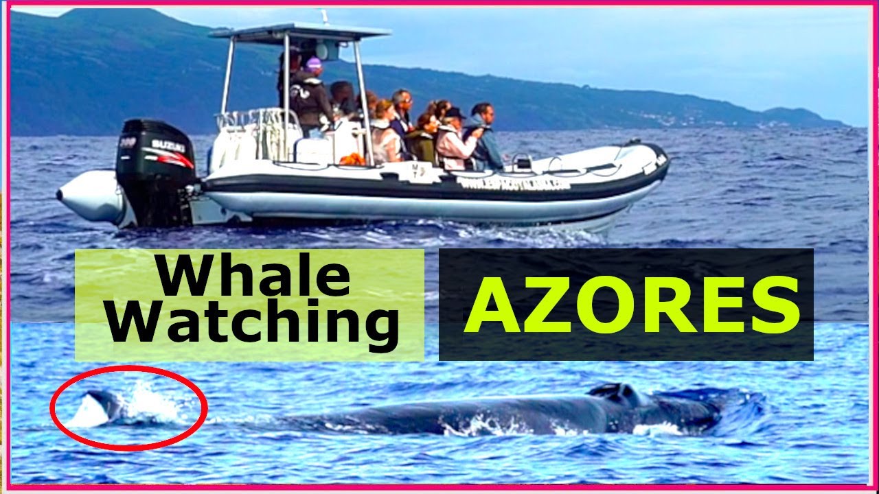 WALE beobachten auf den AZOREN, Europas Hawaii.  Nachhaltig? Reisetipps Azoren Pico (Geheimtipp)