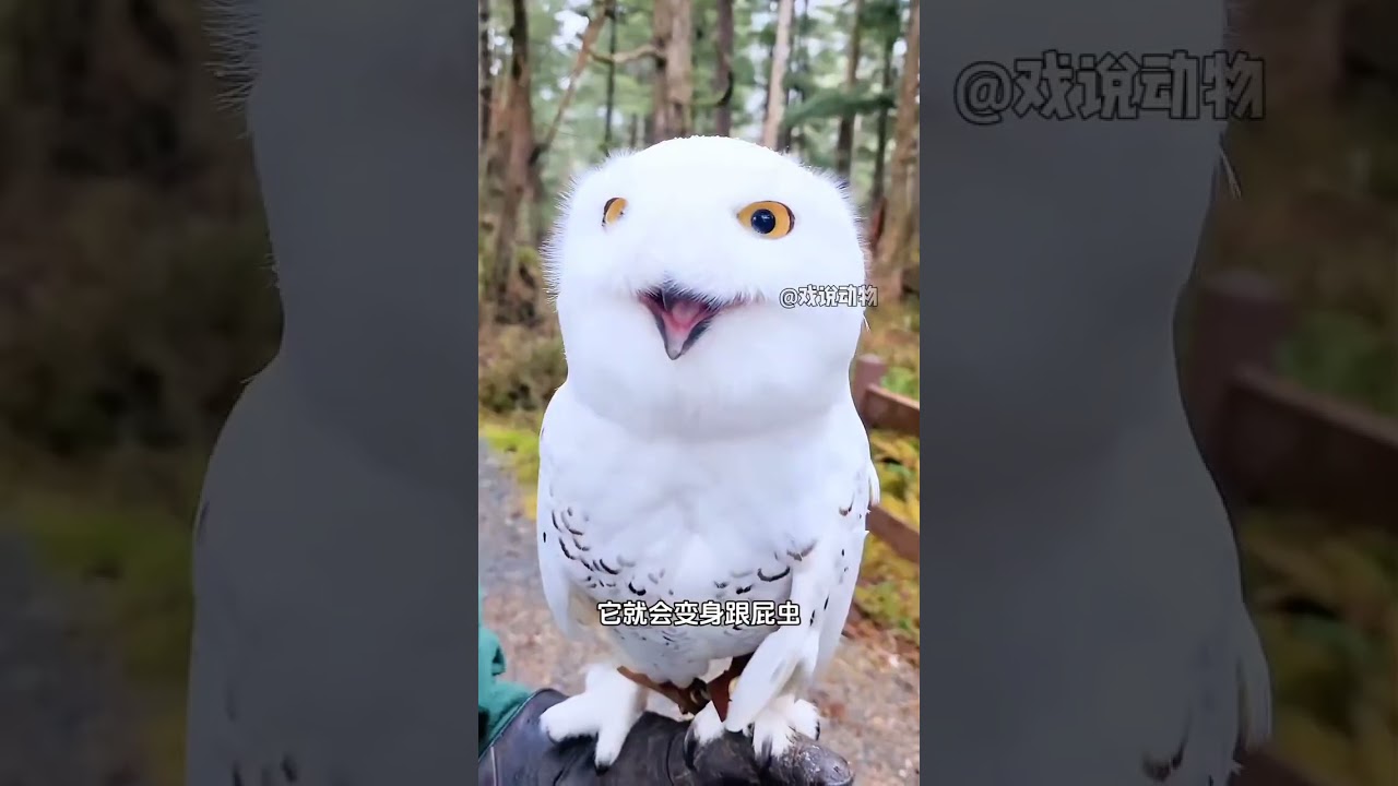 Snowy owl a fat Scottish chicken with a round face in the owl family