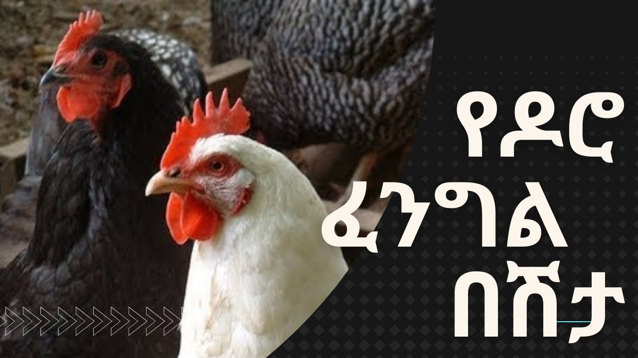 የዶሮ ፈንግል በሽታ| Newcastle Disease Virus/2022