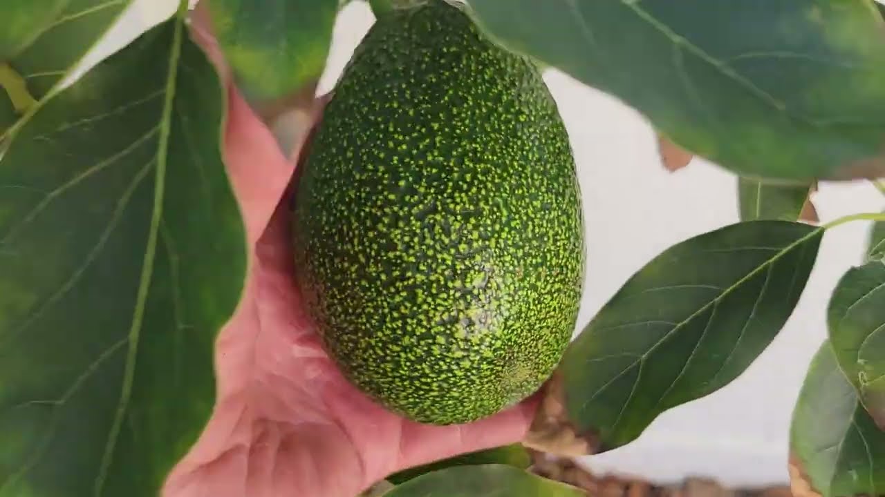 11-24-2025 Update on avocado trees 