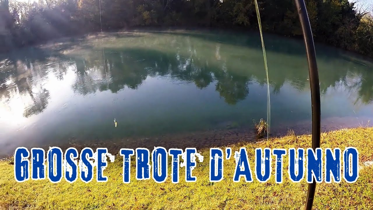 Grosse trote d'autunno. big trout in autumn.