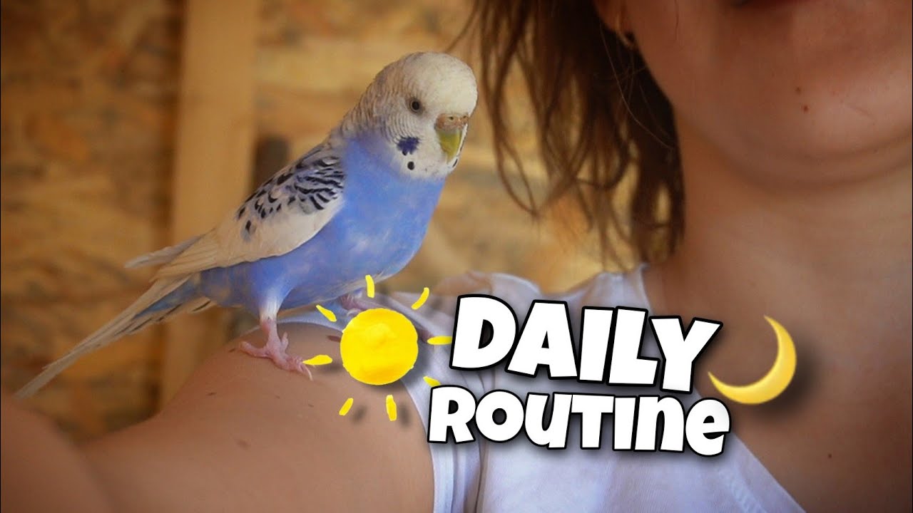 Establish a Daily Routine for Your Beloved Pet Bird