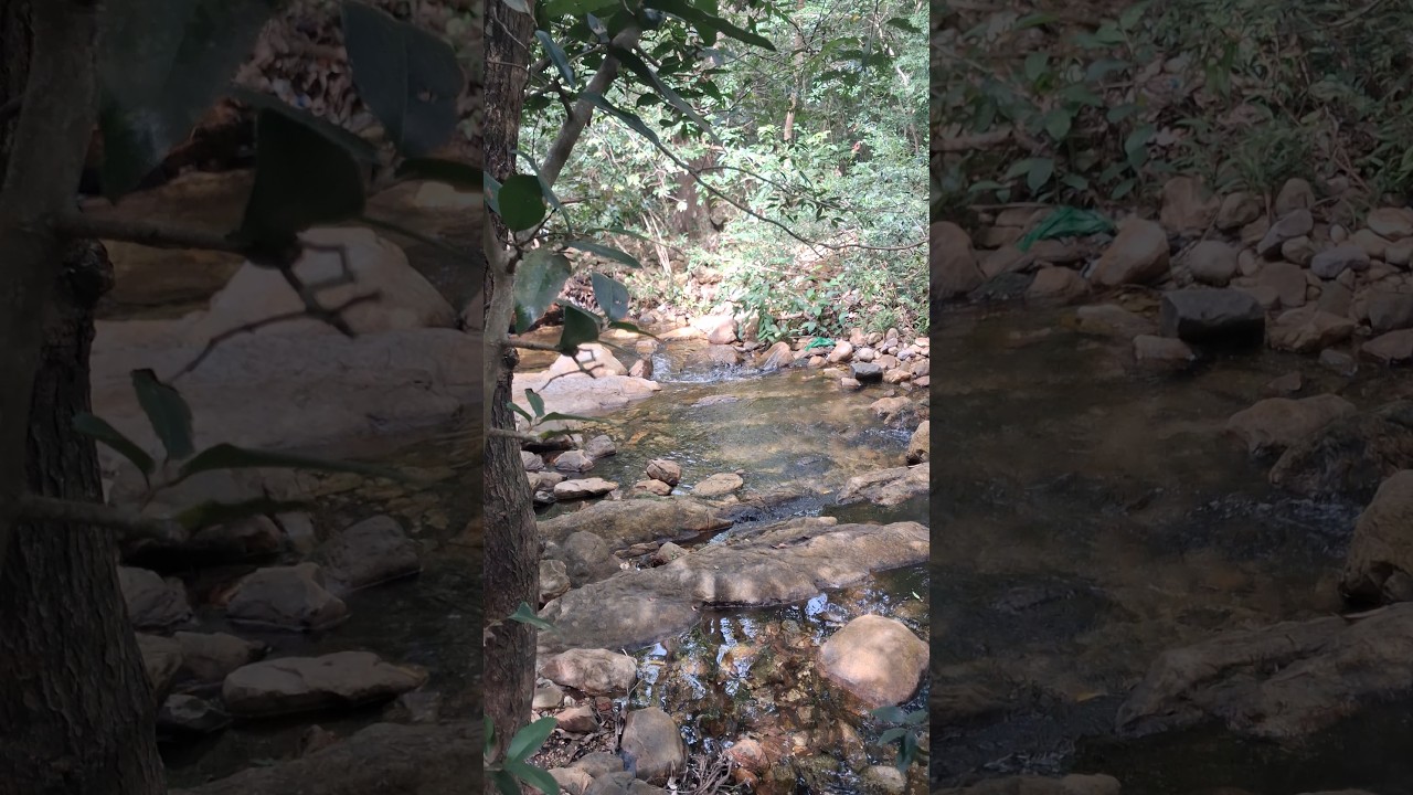 nature water stream 