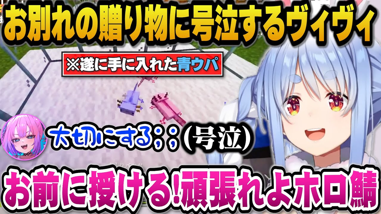 旅立つぺこらからの贈り物青ウパに感動し号泣してしまうヴィヴィ【ホロライブ切り抜き/兎田ぺこら/綺々羅々ヴィヴィ】