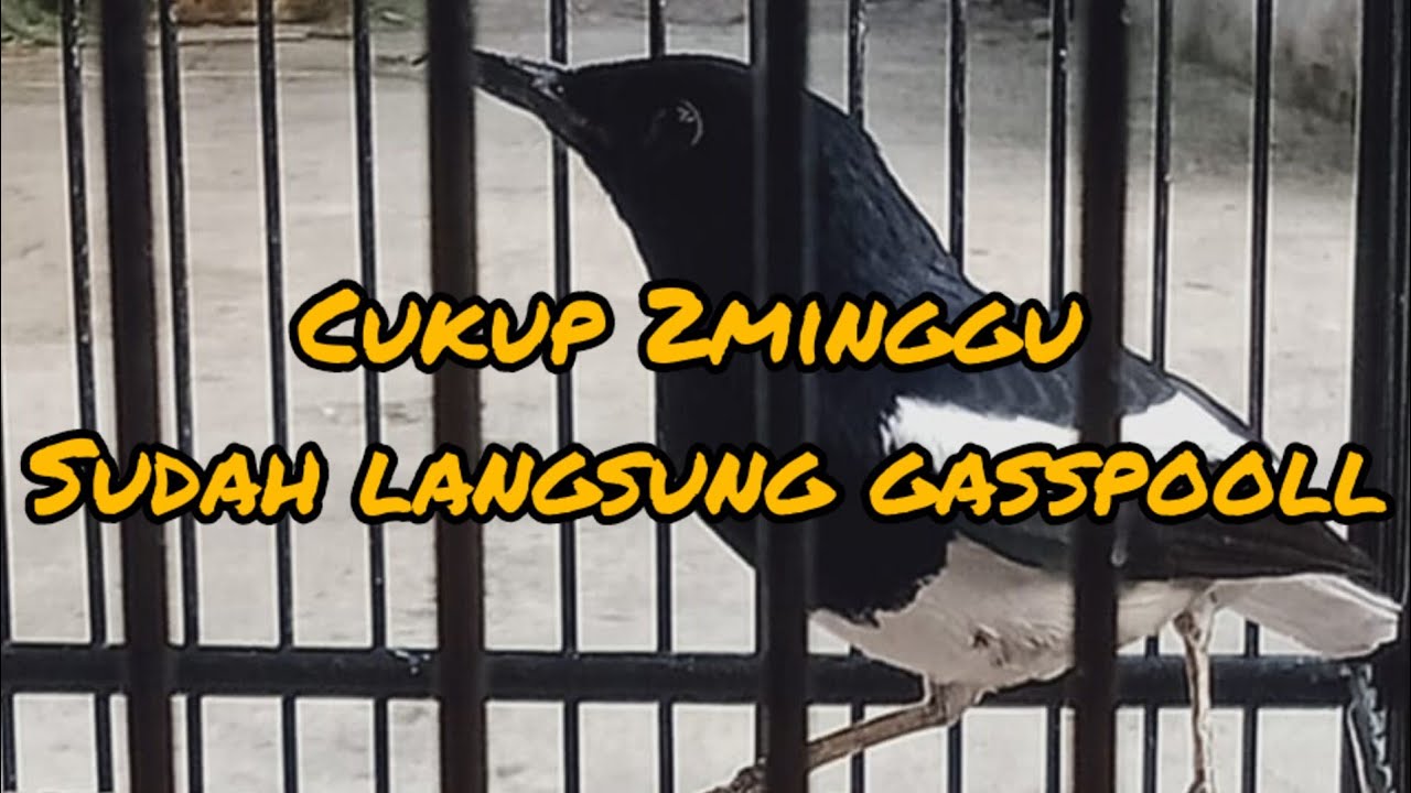 MERAWAT KACER BIRAHI DALEM(epsd2)