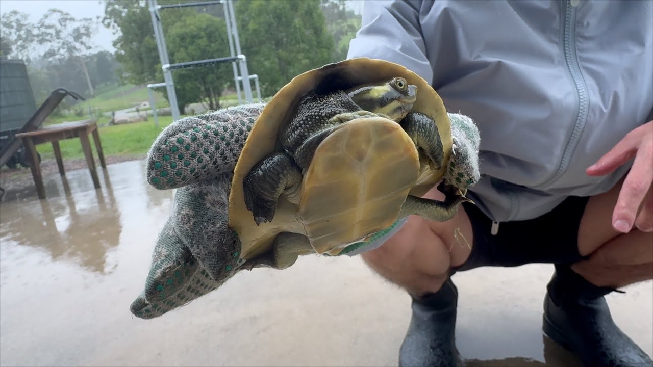 Krefft's turtle comes up to our house 🐢