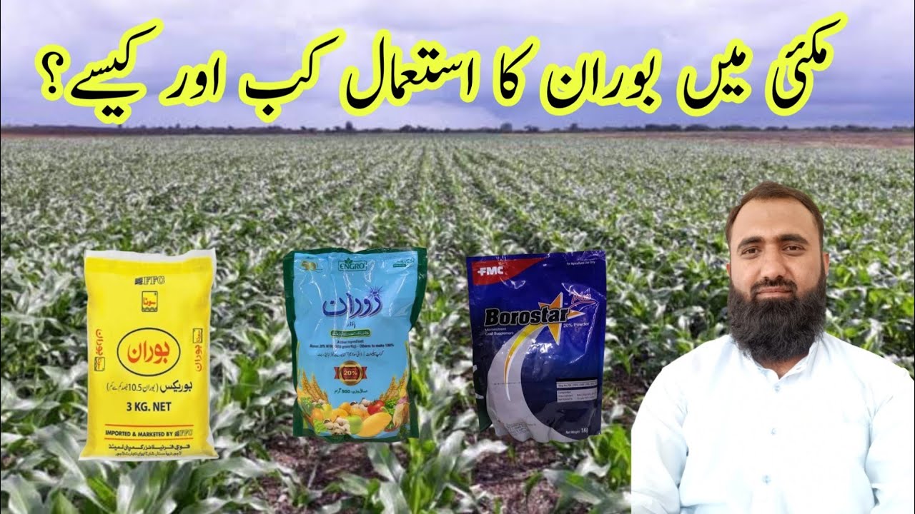 How to use Boron in Maize Crop | When to use Boron in Maize | Bilal Kanju Official