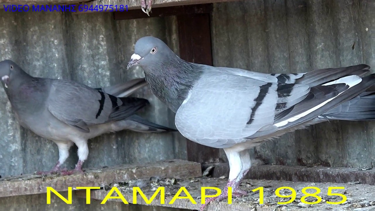 ΠΕΡΙΣΤΕΡΙΑ ΜΟΝΤΕΛΑ 1985 ΑΠΟΣΤΟΛΗΣ ΒΟΛΟΣ 2017-18