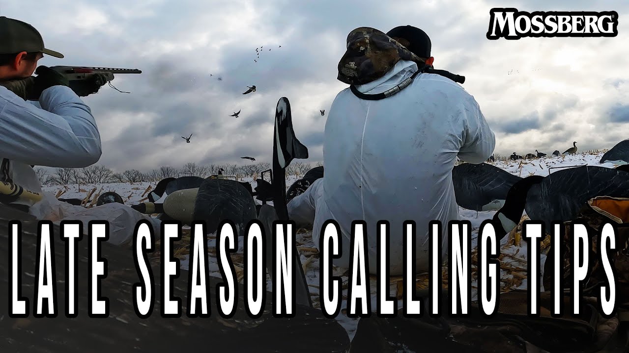 Late Season Goose Calling Tips