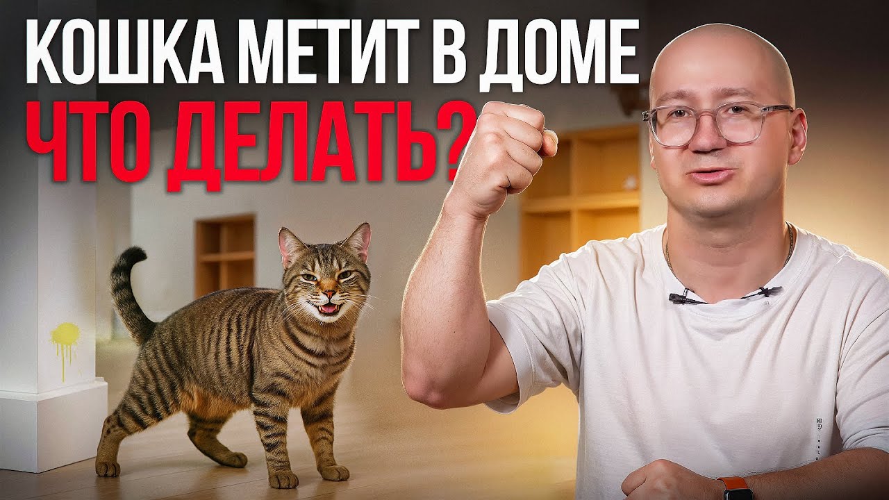 Кошка метит в квартире: есть решение