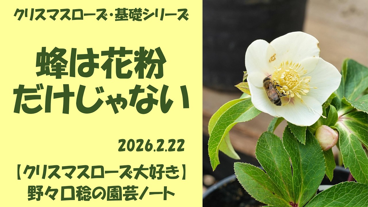 2026.2.22 蜂は花粉だけじゃない