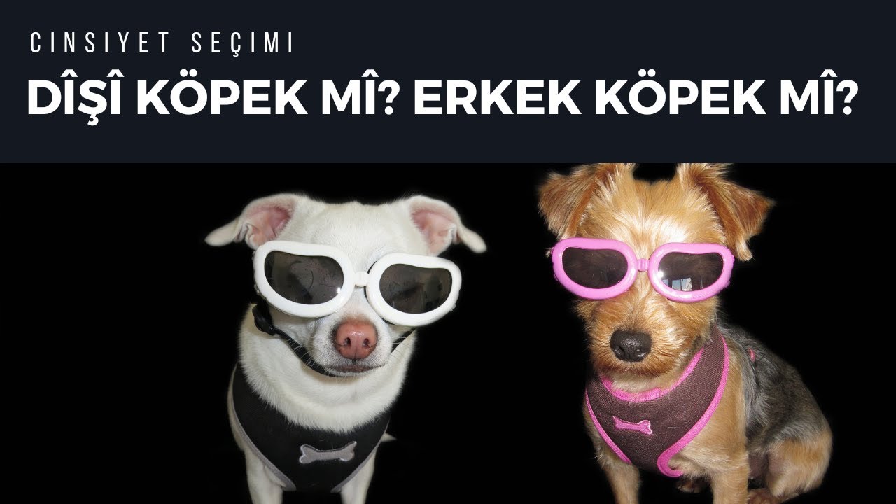 Dişi K&ouml;pek Mi? Erkek K&ouml;pek Mi? | K&ouml;pek Eğitimi ve K&ouml;pek Bakımı