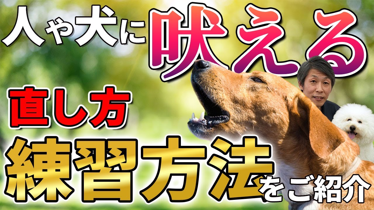 【犬のしつけ】お散歩で人や犬に吠える犬は、どうやったら直る？
