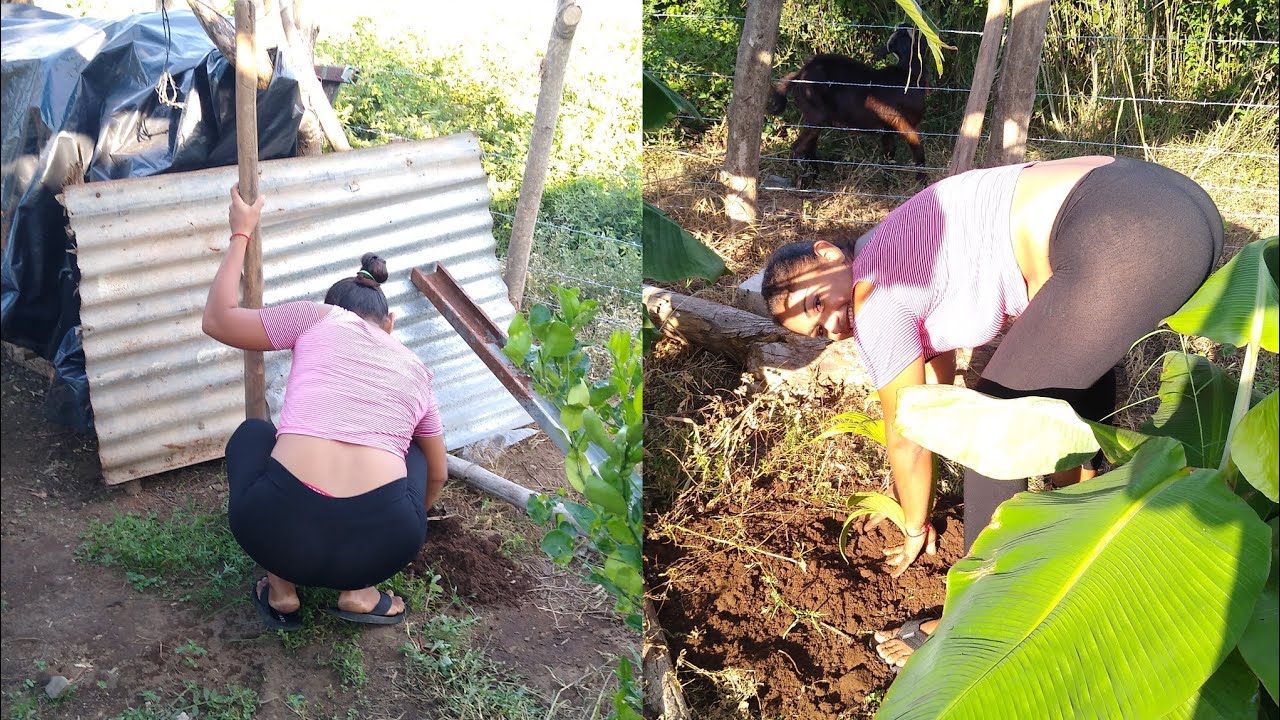 YÁ EMPECÉ A PLANTAR LA PALMERA Y EL ARBOLITO DE AGUACATE