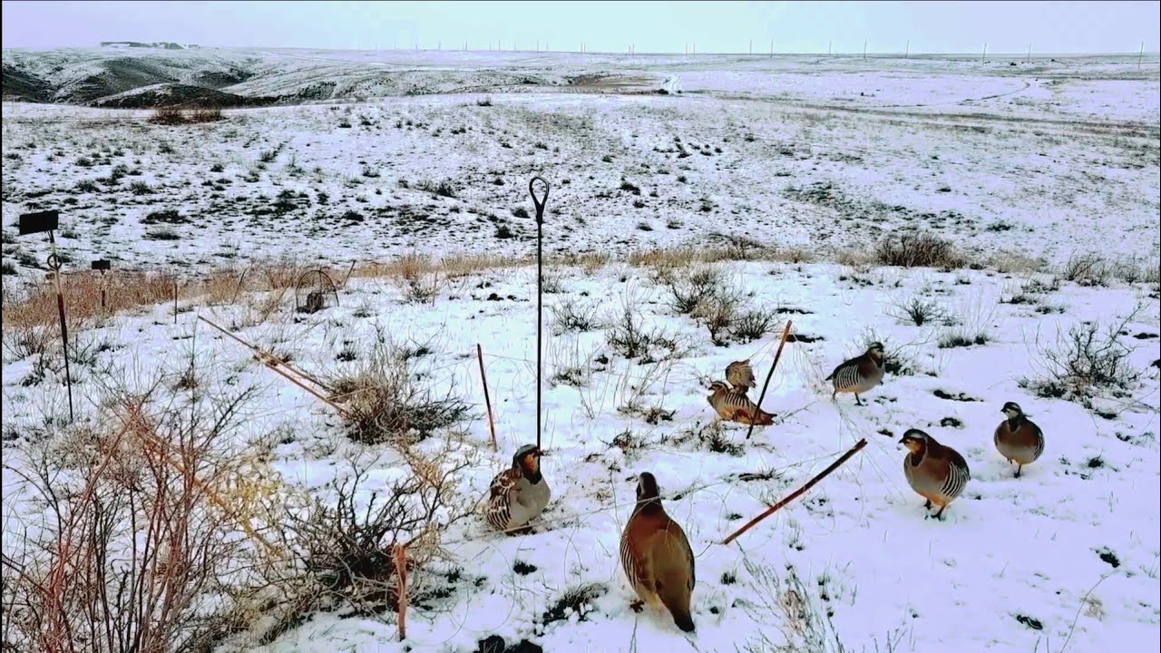Incredible Countryside Bird Catching # MauntainChukarHunting