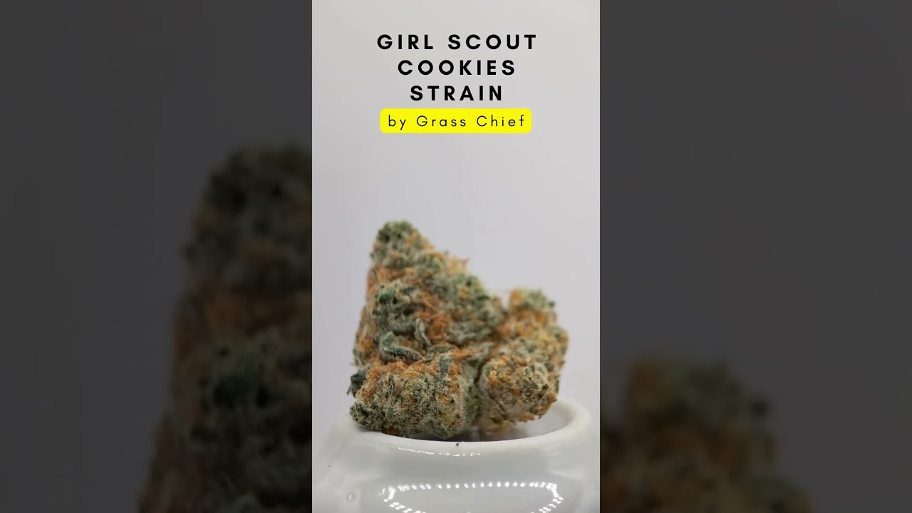 Girl Scout Cookies Strain by Grass Chief
