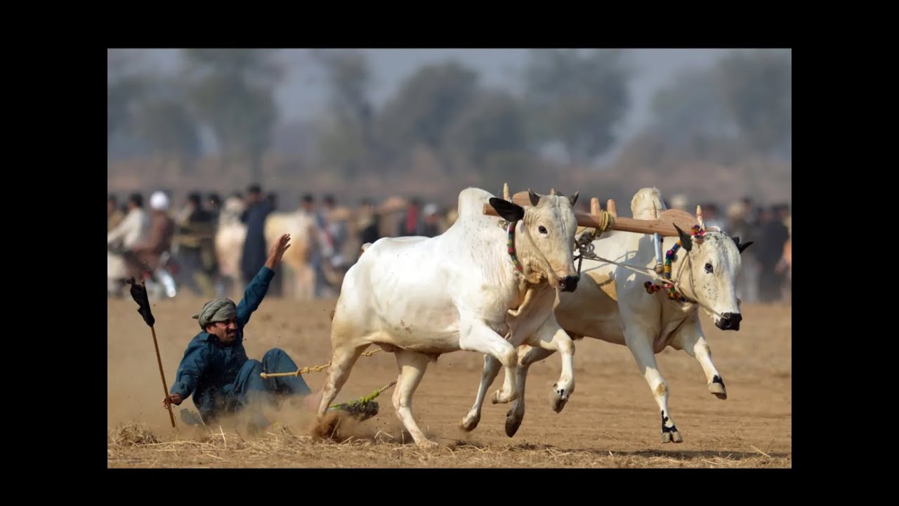 Bull Race chakrali بیل دوڑ| kallar syedan Rawalpindi Pakistan