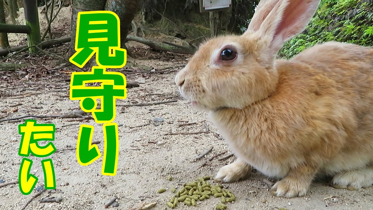 【 大久野島 】 見守り隊募集中！
