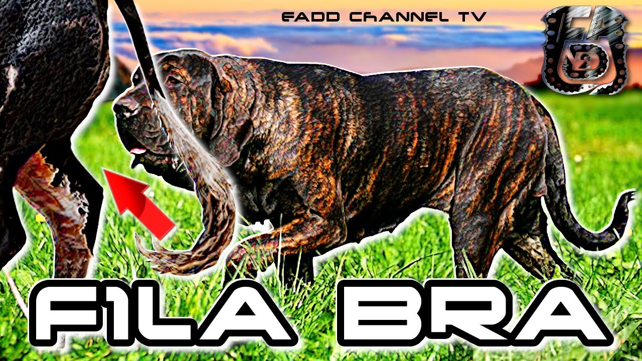 🇧🇷🐕 Fila Brasileiro ► El Feroz Guardián y Cazador de Jabalí | Fila Brasileiro: Boar Hunter Dog